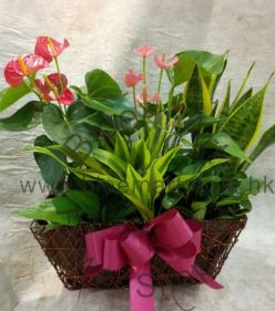 CODE 12998 - Greenery basket